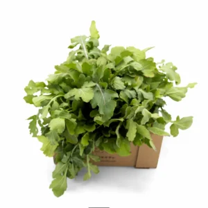 Buy fresh organic Qatari arugula from Heenat Salma. Grown and harvested with care. Top quality and taste guaranteed. Order now!