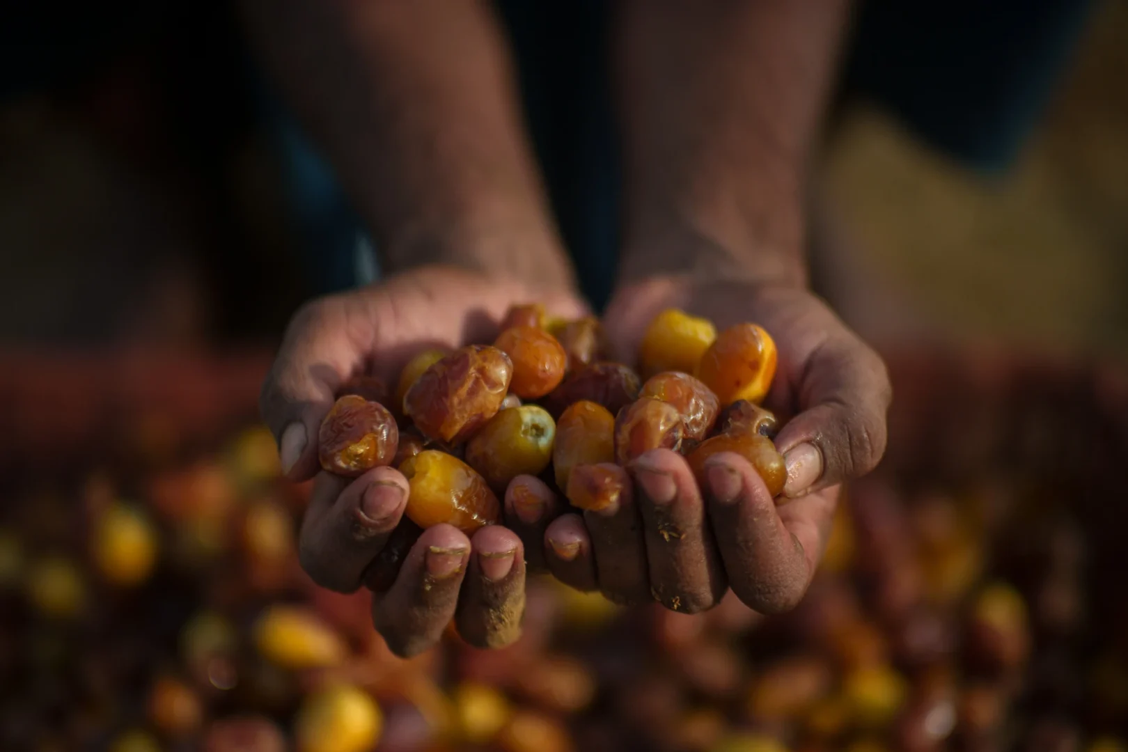 Heenat salma dates harvesting experience