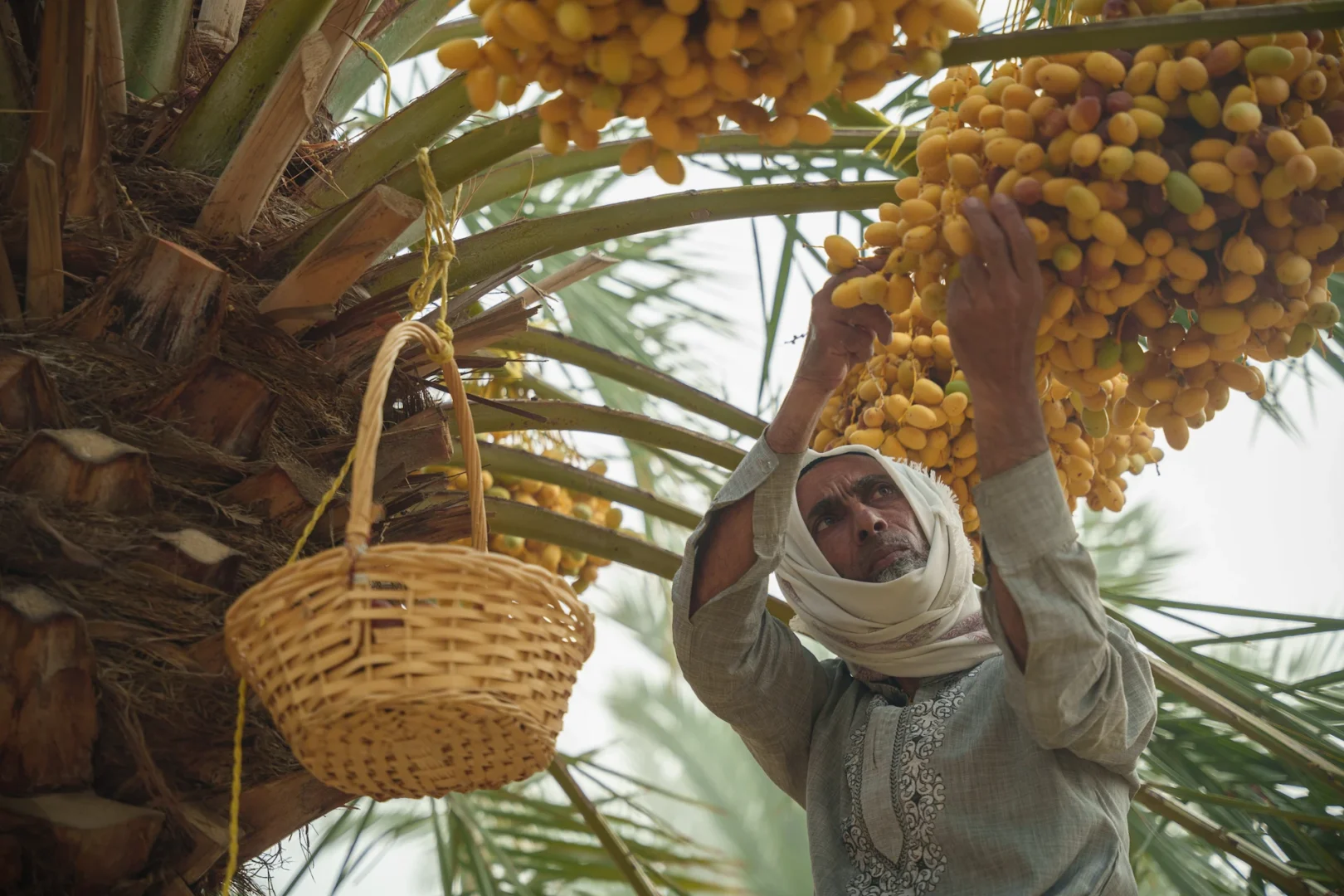 Heenat salma dates harvesting experience