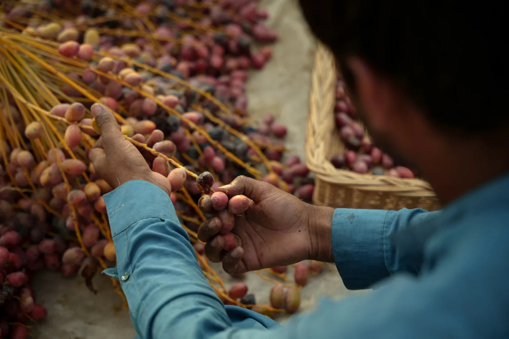 Heenat salma dates harvesting experience