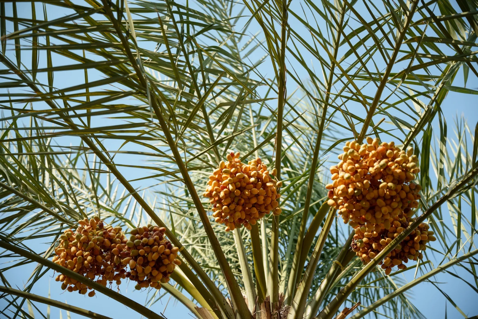 Heenat salma dates harvesting experience