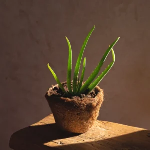 Fresh Organic Aloe Vera Plant