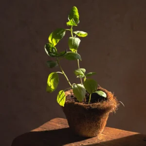 Fresh Organic Basil Plant