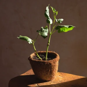 Fresh Organic Beans Plant