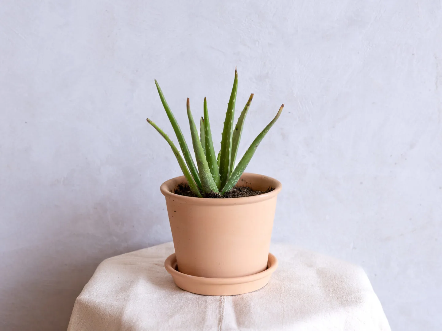 Fresh Organic Aloe Vera Plant