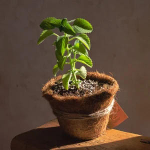 Fresh Organic Zaatar Plant