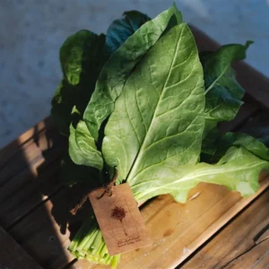 Fresh organic swiss chard