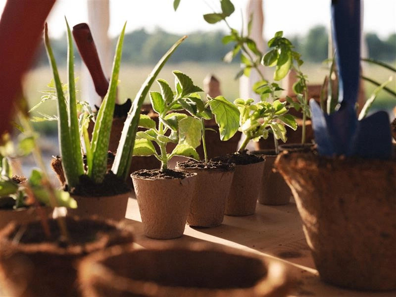 Seedling making