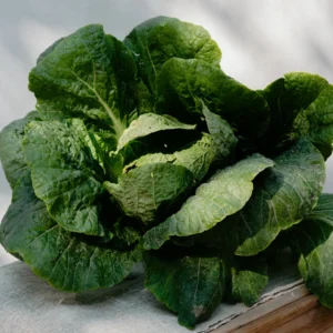 fresh organic Chinese cabbage