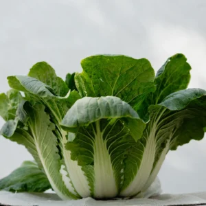 chinese cabbage