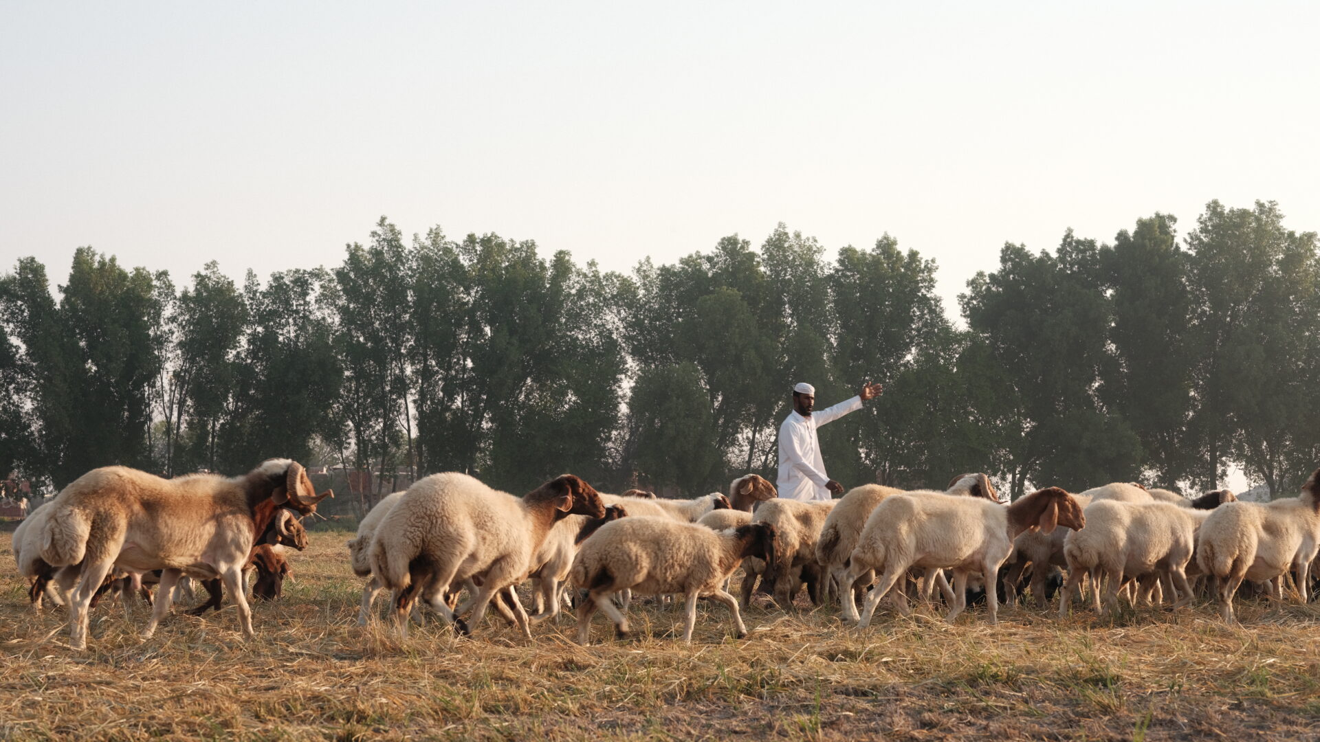 Livestock in their environment at the farm