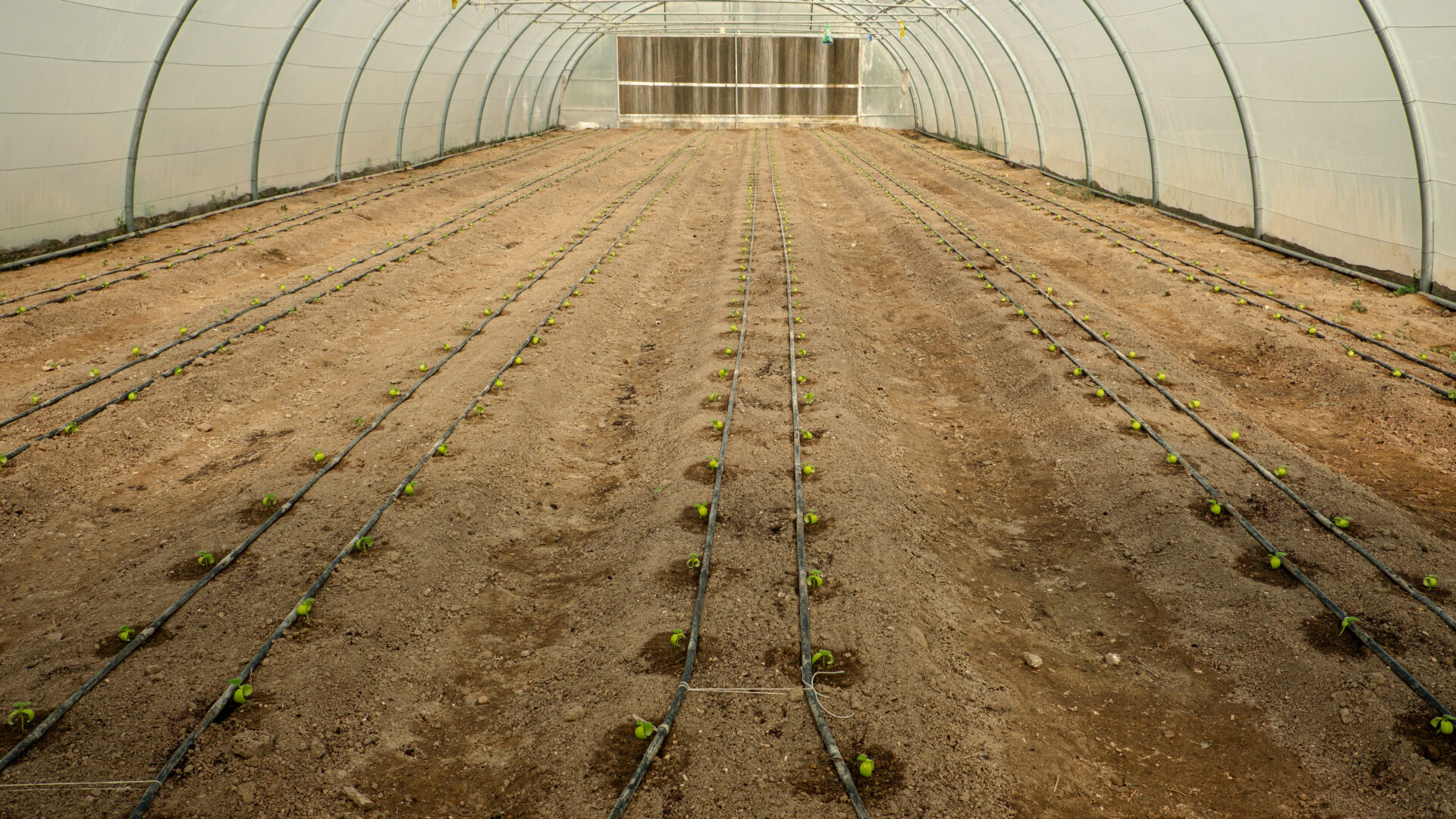 Shaded structure providing passive cooling at the farm