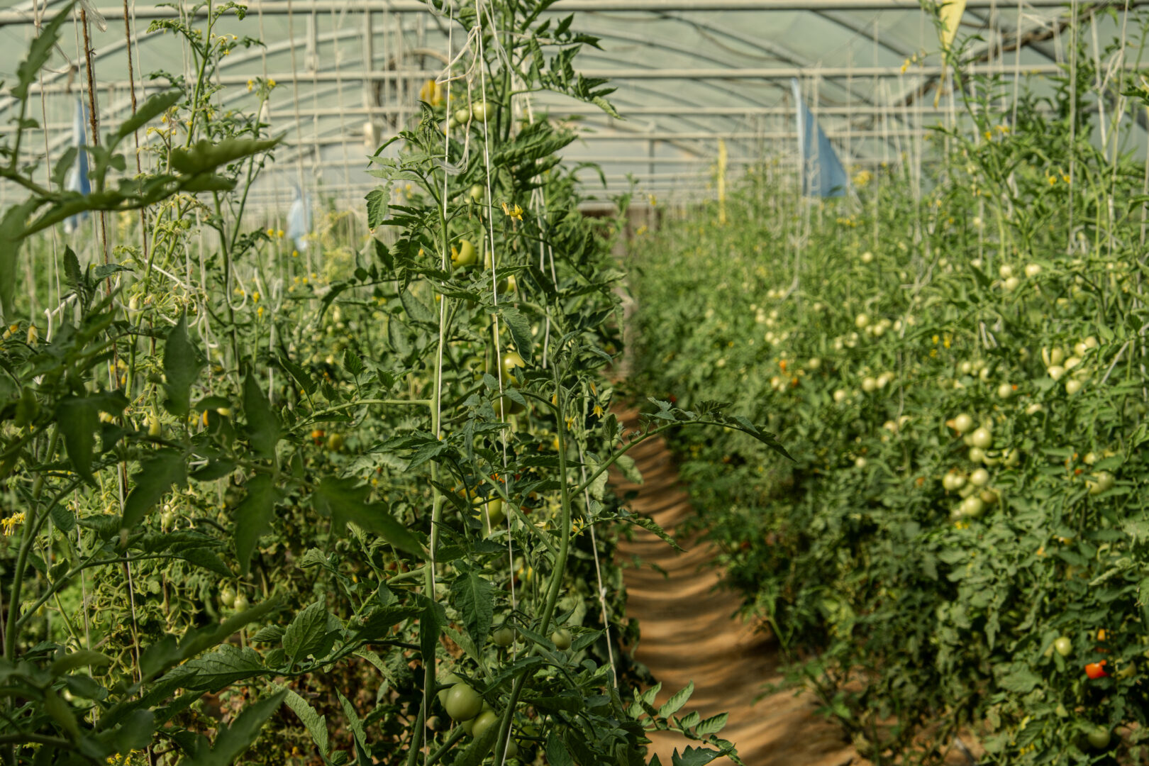 Native planting and productive landscape at Heenat Salma