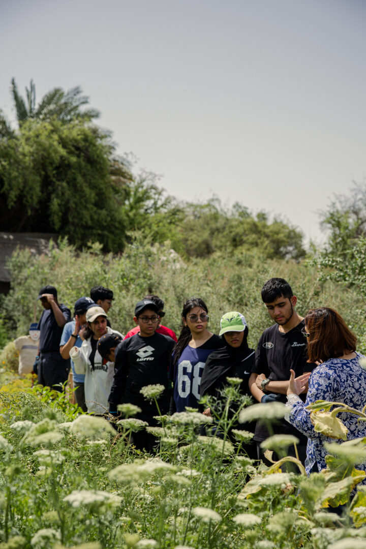 Students at work among the growing rows at Heenat Salma Farm