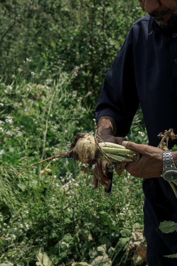 A freshly pulled root vegetable, straight from the soil