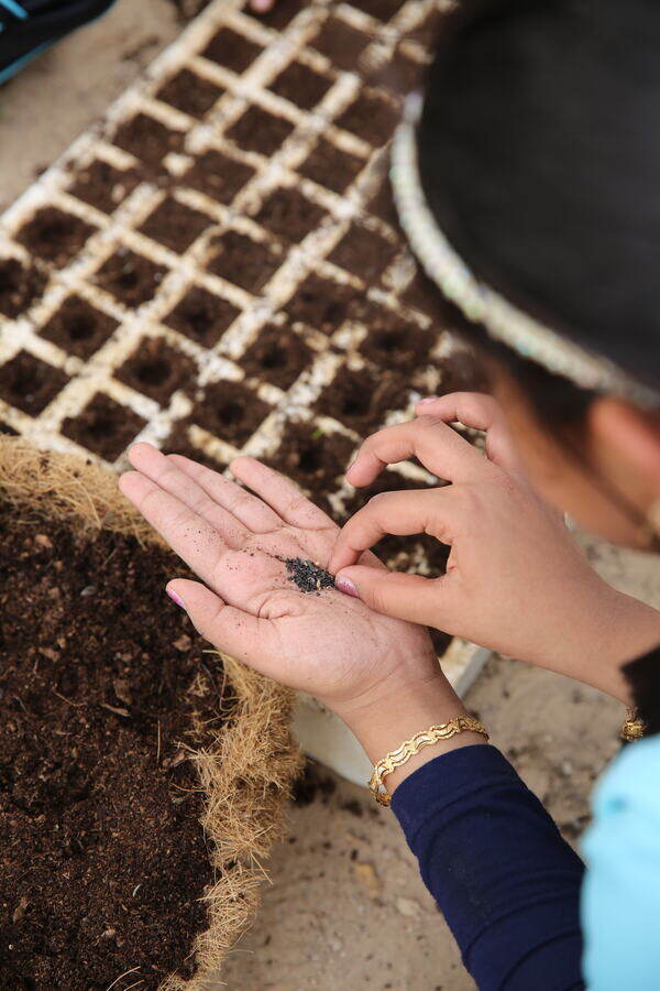 A student sowing seeds by hand into seedling trays