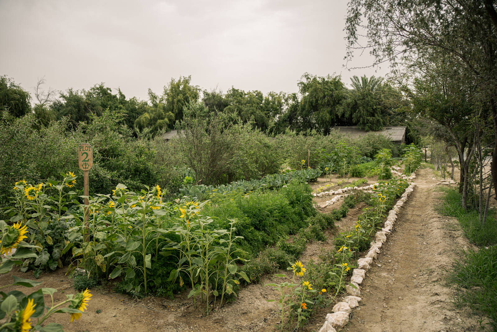 The allotment beds at Heenat Salma Farm, sunflowers along the path