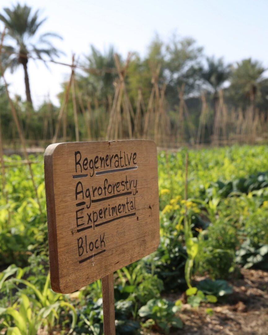Hand-painted sign reading “Regenerative Agroforestry Experimental Block” among crops and date palms at Heenat Salma Farm