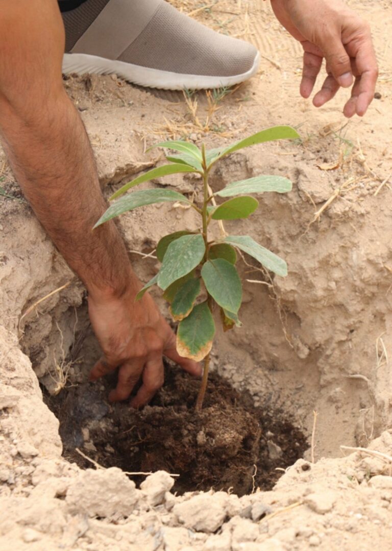 Planting a young tree in sandy soil at Heenat Salma Farm