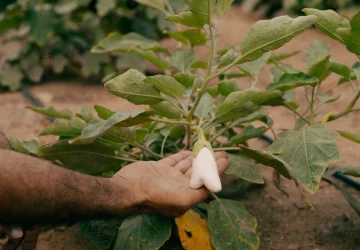 DSCF8385 organic regenerative agriculture